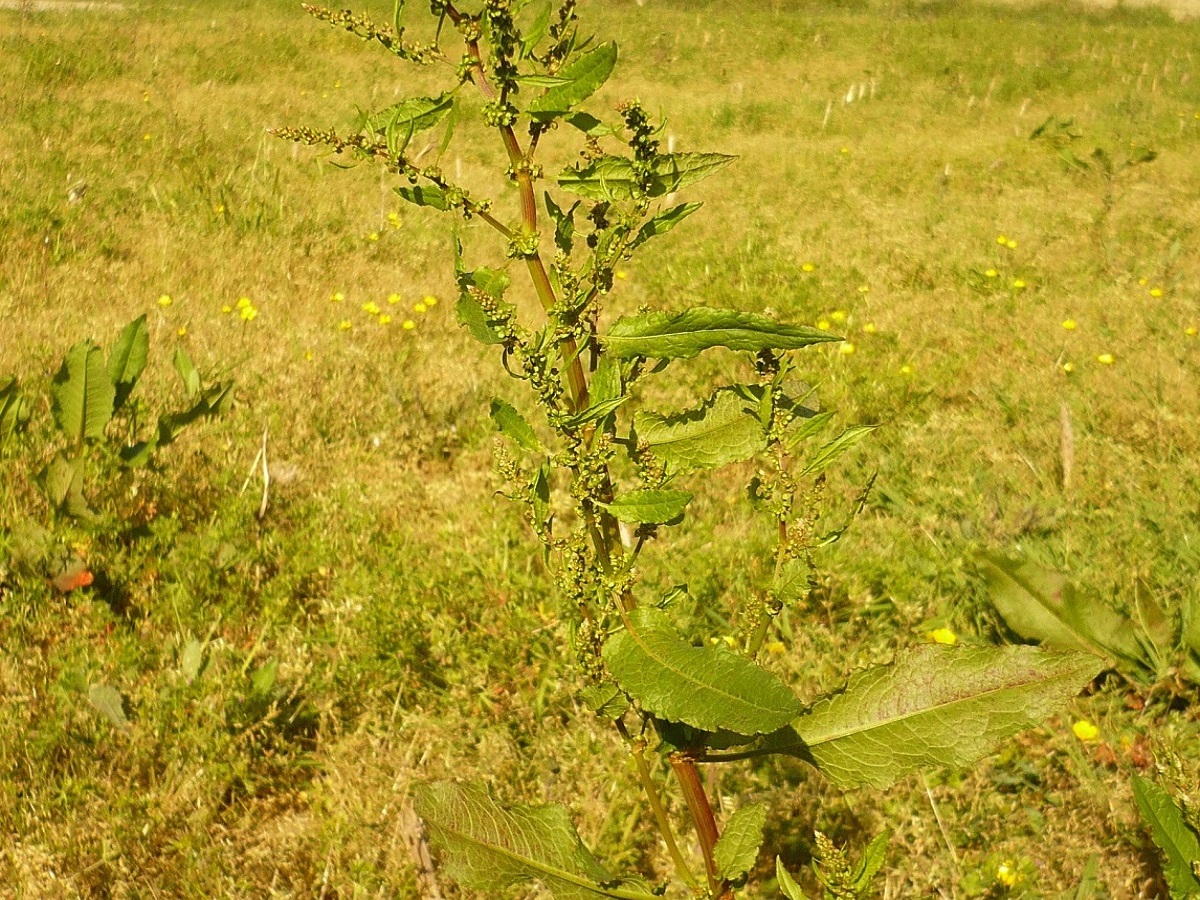Rumex obtusifolius subsp. obtusifolius (Polygonaceae)